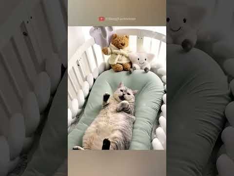 Owner Buys Mini Bed for Cat #animals #wildanimals #wildlife #rescue #love #cute #pets