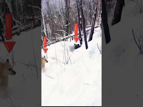 Black Bear Hides in Snow & Ambushes My Dog!#BearAttack#BlackBear#HuntingLife#LetsHunt#охота