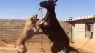 Необычные Схватки Домашних Животных