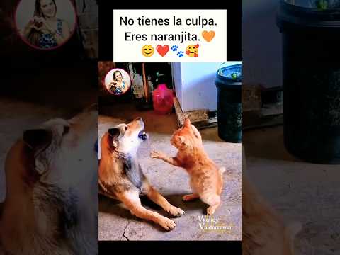 😲 🚩Tremendo, este gato!! 🐾😓#cat #god #gatos  #cats #love #amor #catlovers #catlover #catshorts