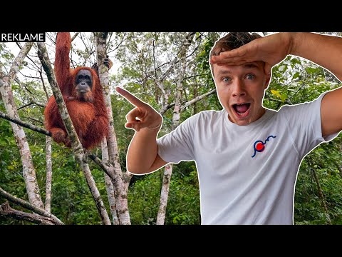 Finder en orangutang i junglen!