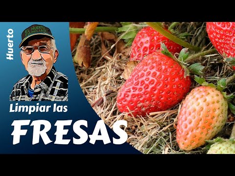 LIMPIAR LAS FRESAS