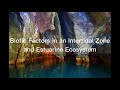 Coastal Ecosystems and Their Dynamics