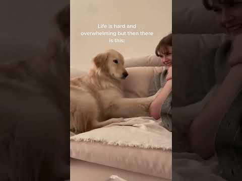 The best companionship given by dogs 🐶 #dog #doglover #love #fyp