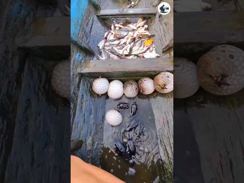 ভুলেও মাছটি খাবেন না 🐡। Puffer fish.