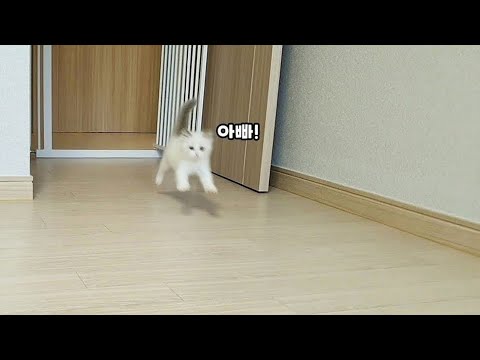 아빠가 부르면 무슨일이 있어도 달려오는 고양이