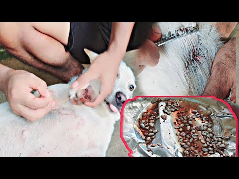 How I Removed THOUSANDS of Ticks from a Rescue Dog