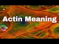 Biology Definitions: Actin