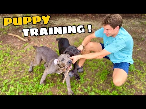 TRAINING MY NEW PUPPIES !