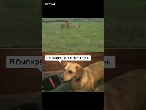 смелая собака