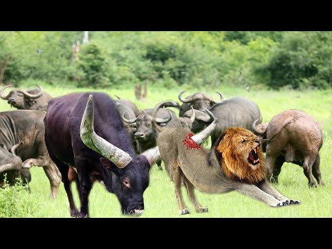 Classic confrontations of Wild Animal - Lion vs Buffalo