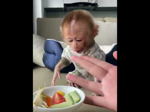 Baby monkey #monkey#pet#rescue#rescueanimals#animals#shortvideo#shorts