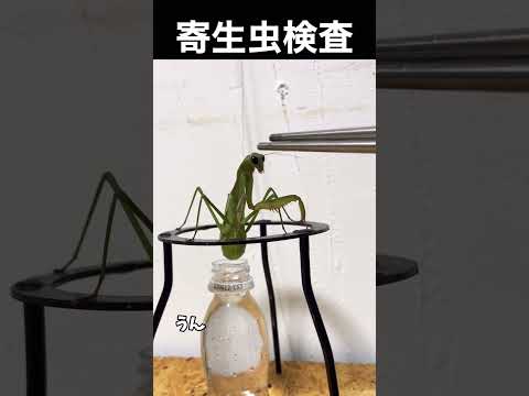 カマキリのギョウ虫検査 #shorts