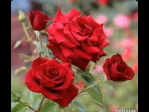 AS ROSAS NÃO FALAM - GAL COSTA