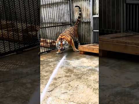 A Unique Way To bathe A Tiger🐯 #shorts #tiger