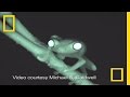 Red-Eyed Tree Frog Behavior and Communication