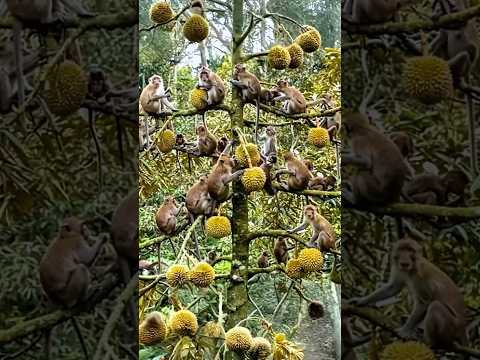 panen buah durian menurun akibat gangguan para monyet #buahdurian #ratusanmonyet #shortsvideo