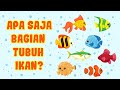 Understanding Fish Anatomy