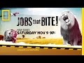 Nat Geo Wild: Exploring Animal Jobs