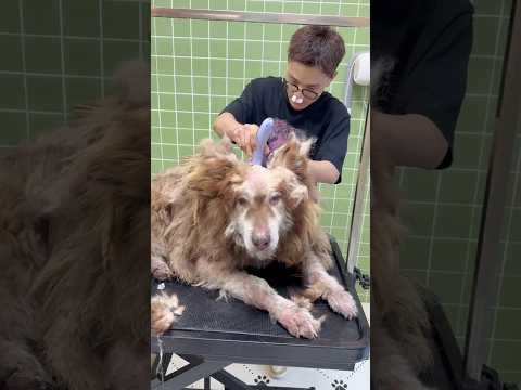 “WARNING: Smelliest Dog Ever Gets a Full Spa Day 💦✂️” #pets #dogcoach #puppycare #puppygrooming