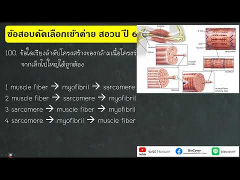 เฉลยข้อสอบเข้าค่ายสอวนปี66ข้อ100:โครงสร้างของskeletalmuscle