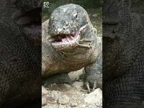 Thousands Of flies are eating a giant komodo dragon!? #komodo #viralwildlife  #komodoisland