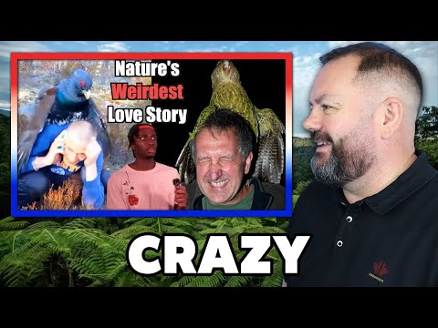 The Science Behind Why Birds Find Us Attractive REACTION | OFFICE BLOKES REACT!!