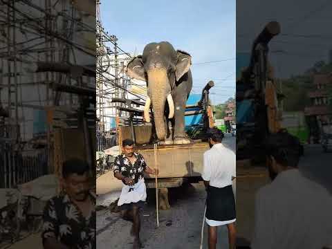 ചെമ്മരപ്പള്ളിൽ മാണിക്യം അവൻ കാലുകുത്തി ഇനി കളി മാറും❤️❤️🐘❤️❤️