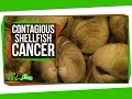 Cancer in Shellfish and Solar Engineering