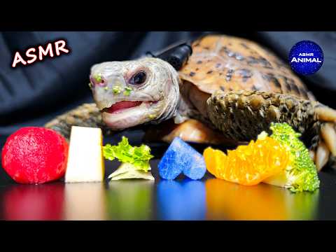 ASMR Mukbang Eating Fruits & Veggies 🍉🥦🐢 Turtle Tortoise