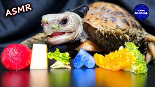 ASMR Mukbang Eating Fruits & Veggies 🍉🥦🐢 Turtle Tortoise