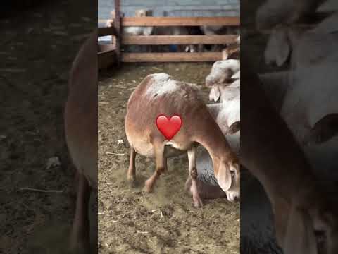 Sezon boshlandi Qoʻylar tugʻishni boshladi