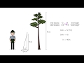 Solving Proportions with Similar Triangles