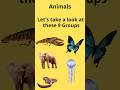 Classification of Animal Phyla