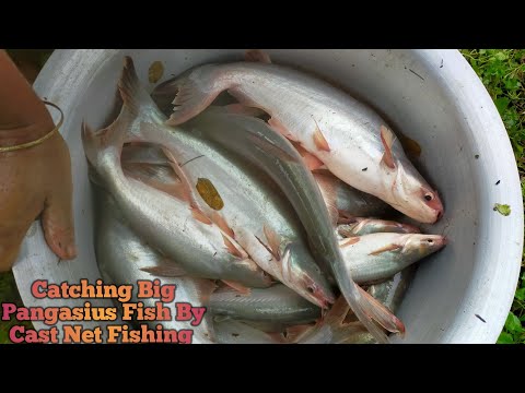 catching big Pangasius fish by cast net fishing - amazing net fishing in village pound