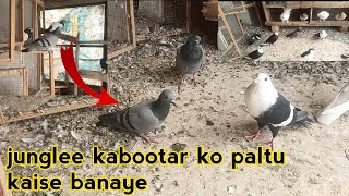 junglee kabootar ko paltu kaise banaye || Wild pigeon ko paltu kaise banaye || junglee kabutar