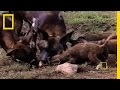 Raven and Vulture Interaction Dynamics