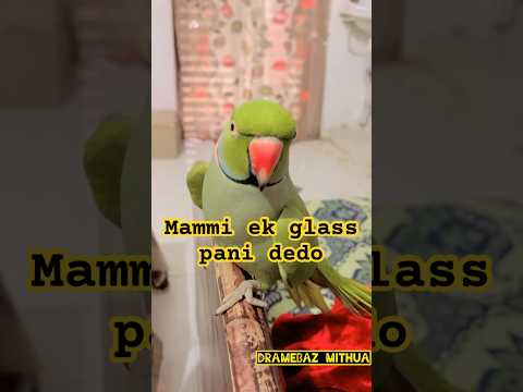 Mammi ek glass pani dedo 🦜☺️#viralvideo #comedyvideos #parrot #animals