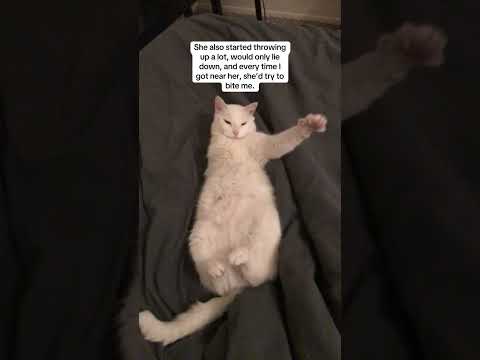 Caught my dog in the act with my cat!