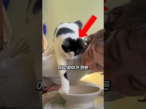 고양이가 만든 도자기
