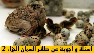 أهم 10 أسئلة عن تربية طائر السمان | إجابات ستوفر عليك الكثير!