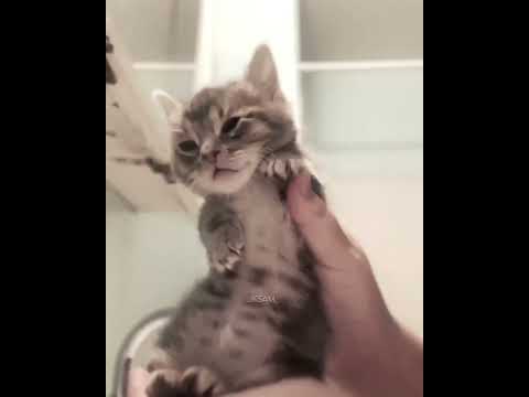 Tyla dance 2024 😍🔥 #foryou #edit #catedit #tyladance #cat #shorts