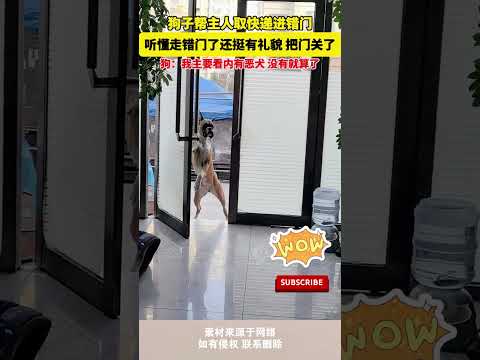 狗子幫主人取快遞進錯門，聽懂走錯門了還挺有禮貌，把門關了，狗：我主要看內有惡犬，沒有就算了 #cuteanimal #cute#funny #pets