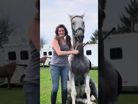 Dolce a Skilled Dressage Schoolmaster Gelding with Trudy Stuchlik Riding