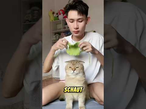 Egal,Was Der Besitzer Tat,Um Seine Katze Zu Unterhalten,Es Gelang ihm Nicht.