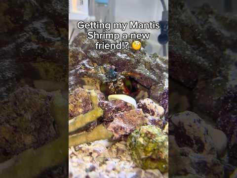 Will my Mantis Shrimp like his new friend??