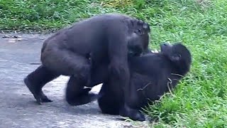 Ringo fights back hard against Jabali😆🤪💋林戈拼命抵抗呷百二