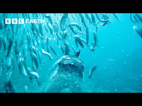 Will This Penguin Parent Find Food in Time? | Animals With Cameras | BBC Earth