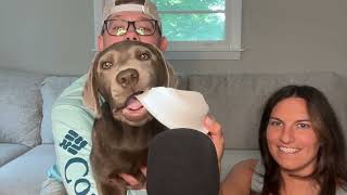 ASMR with a Silver Lab