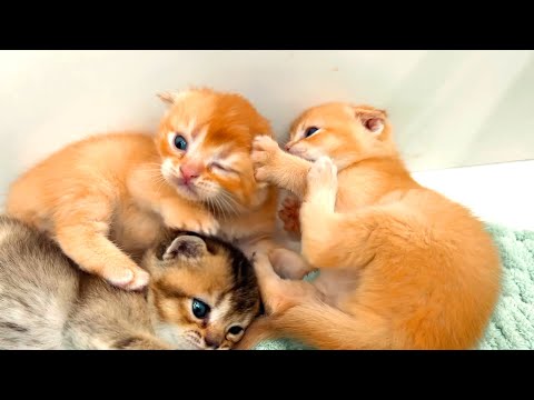 Watch the kittens grow: 1.5 months of adorable chaos! 🐾 Live Stream